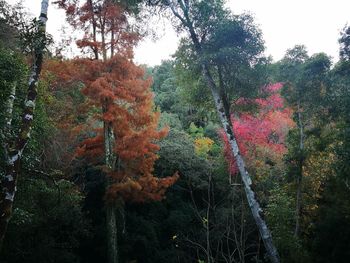 Red trees against sky