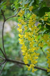 Close-up of yellow flowering plant