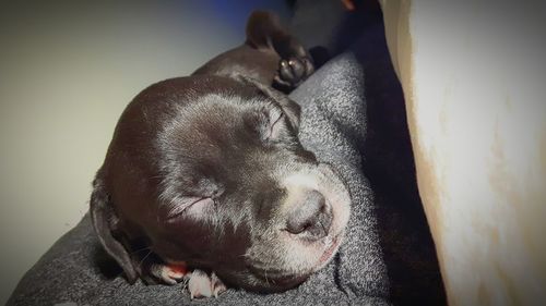 Close-up of puppy sleeping