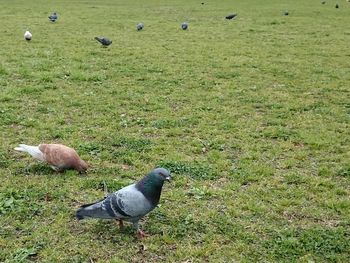 Birds on grassy field