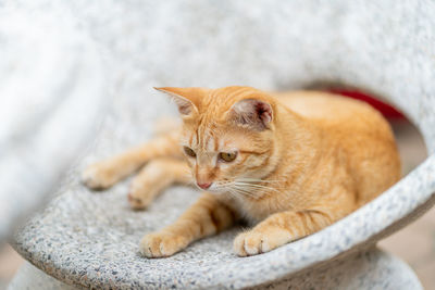 Close-up portrait of a cat