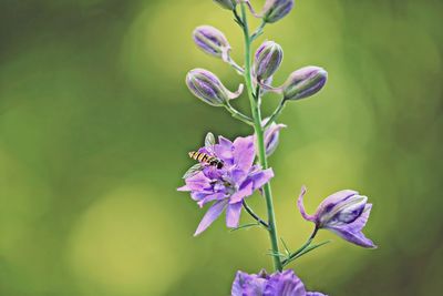 Bee pollinating by purple flowers