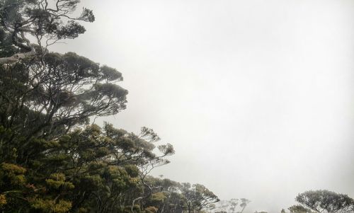 Low angle view of tree mountain against sky