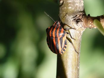 Close-up of butterfly on leaf
