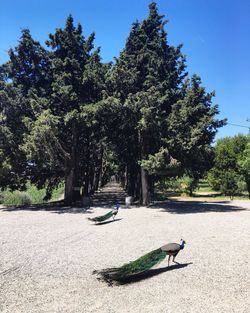 Peacocks on field by trees during sunny day