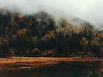 Scenic view of lake in forest against sky