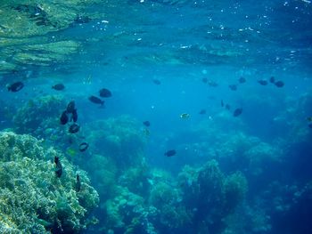 Fish swimming in sea