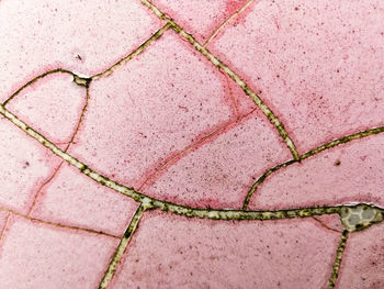 High angle view of pink cracked surface 