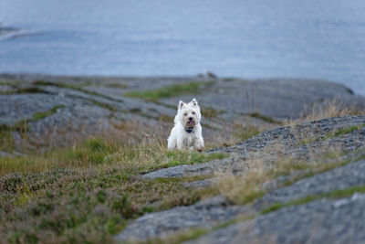 West highland white terrier running on rock