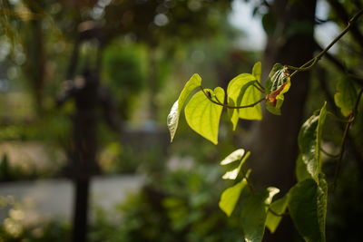 Close-up of yellow flowering plant