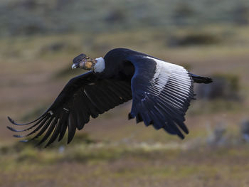 Close-up of a bird flying