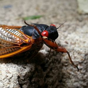 Close-up of insect