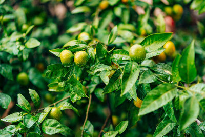 Close-up of fruit growing on plant