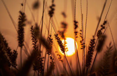 Close-up of stalks against sunset