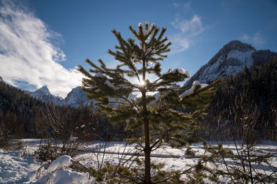 Pine trees on snow covered mountains against sky