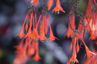 Close-up of orange red flowers
