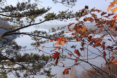 Low angle view of tree against sky