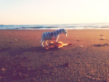 Horse in the beach