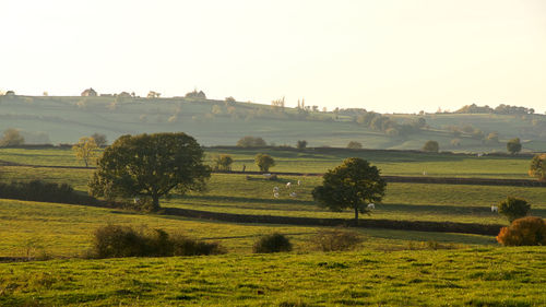Scenic view of agricultural field against clear sky