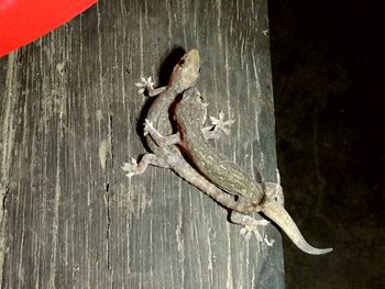 Close-up of lizard on wood
