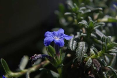 Close-up of purple flowers
