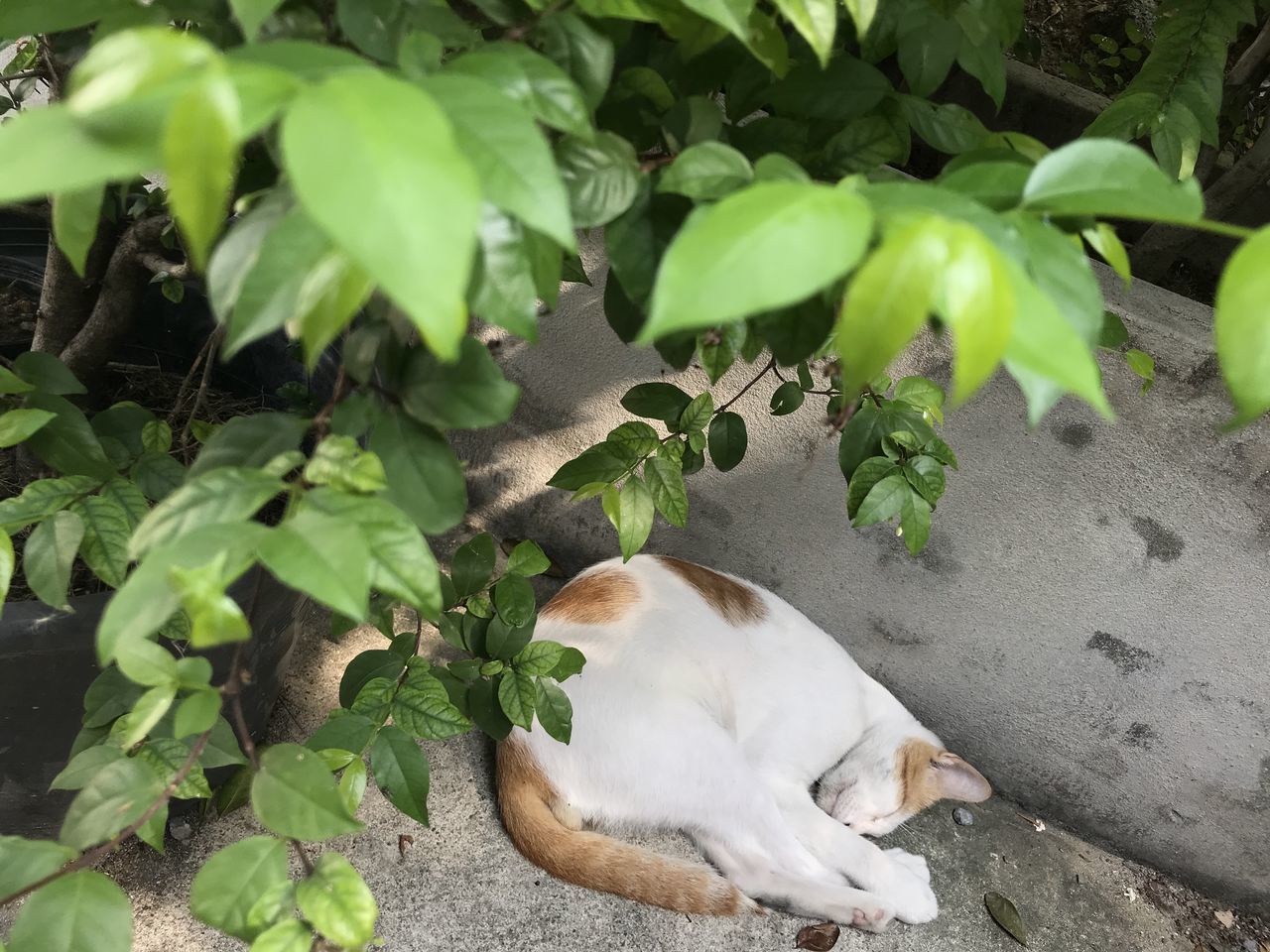 VIEW OF A DOG ON PLANTS