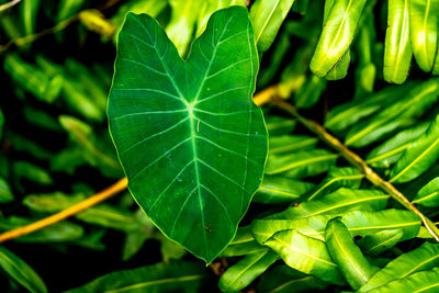 Close-up of green leaves