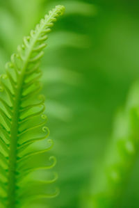 Exotic green tropical ferns with shallow depth of field