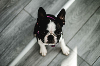 High angle portrait of dog on hardwood floor