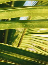 Full frame shot of green leaves