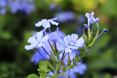 Close-up of purple flowering plant