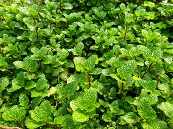 Full frame shot of fresh green mint leaves