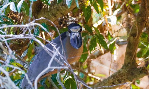 Bird perching on a tree