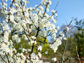 Low angle view of cherry blossoms against sky