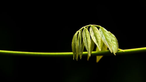 Close-up of fresh green plant against black background