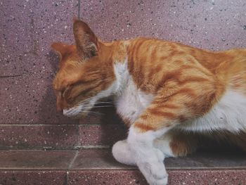 Close-up of cat on street