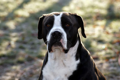 Close-up portrait of dog