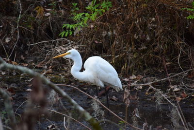 White bird perching on ground