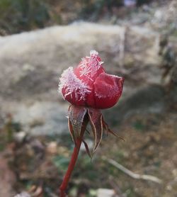 Close-up of red rose on snow