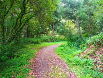 Road amidst trees in forest