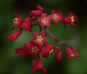 Close-up of pink flowers