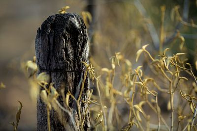 Close-up of wooden post amidst crops