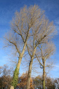 Low angle view of tree against sky
