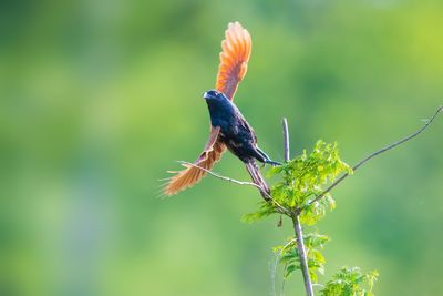 Close-up of bird perching on branch