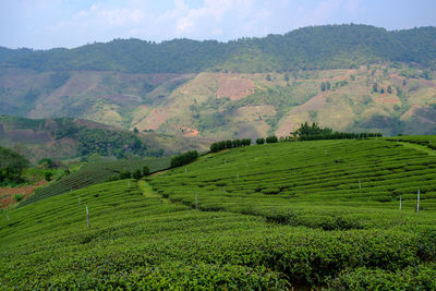 Scenic view of agricultural field against sky