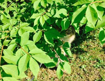 Leaves on plant