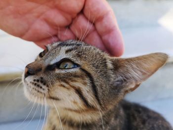 Close-up of hand touching cat