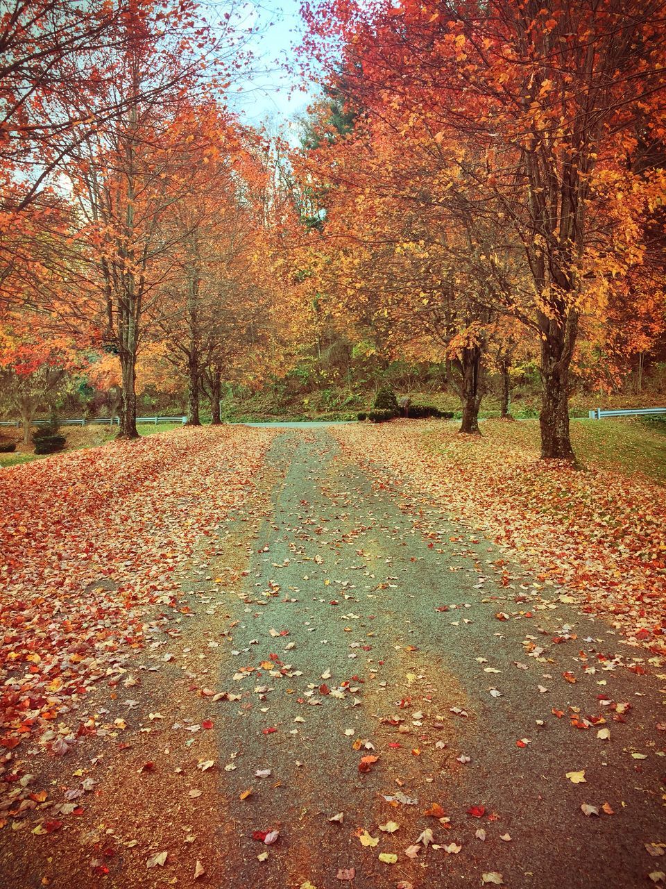 TREES IN AUTUMN