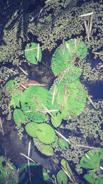 High angle view of leaves on field