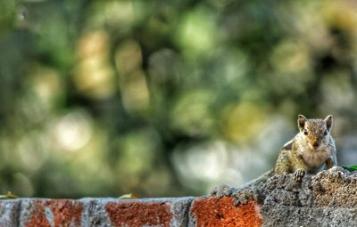 Close-up of squirrel